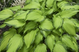 First Dance, Hosta